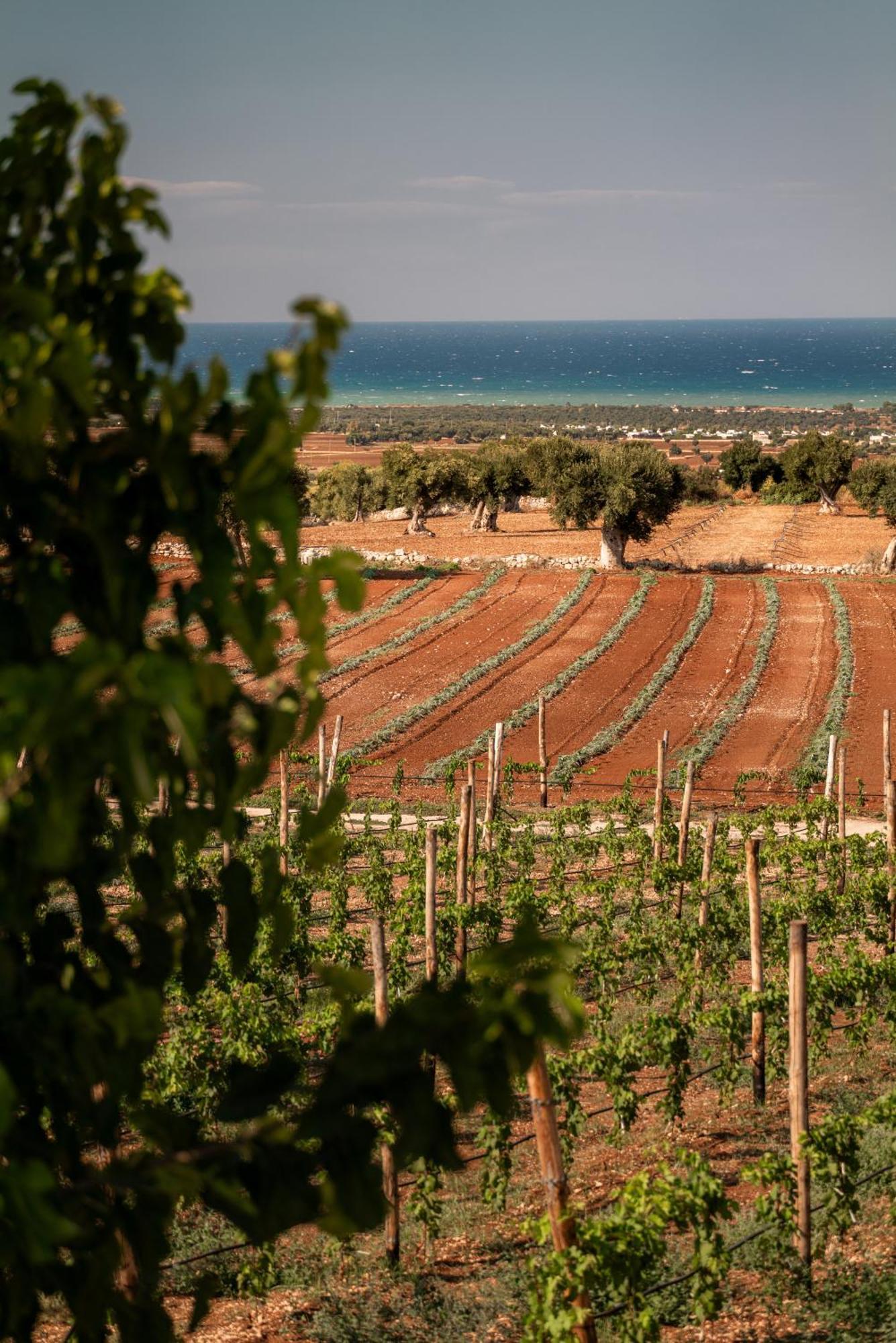 Masseria Auraterrae Polignano a Mare Esterno foto